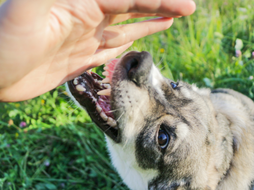 Dog with its mouth open near a human hand.